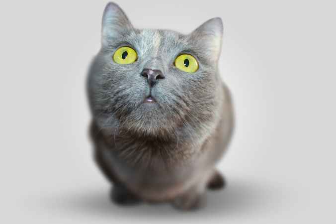 cat-animal-eyes-grey-54632.jpeg